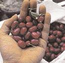 großes Bild) und Weinbeere (Rubus phoenicolasius) Größenordnung; Zu den kleinsten, die sich auch als Bodendecker verwenden lassen, gehören zum Beispiel die Erdbeeren.