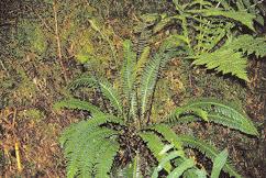 Manche Arten wachsen im Garten ausschließlich in Mauern, andere nehmen den künstlichen Lebensraum als zusätzlichen Standort an (zum Beispiel Phyllitis, Polypodium, Dryopteris).