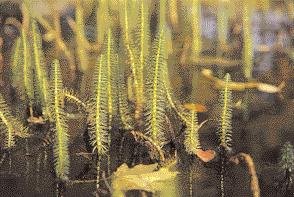 WISSEN 35 Wasserpflanzen Die kleine Seerose Nymphaea pygmaea Helveola ist etwas empfindlich und braucht ganz flaches Wasser Wie Koniferen ragen die Triebe des Tannenwedels (Hippuris vulgaris) aus dem