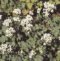 35 WISSEN Nur für große Teichanlagen empfiehlt sich der Schmalblättrige Rohrkolben (Typha angustifolia) (Nymphaea alba) wurden mindestens vier weitere Arten aus Nordamerika und Asien für