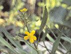 Die Blumenbinse (Butomus umbellatus) ist eine besonders attraktive Wasserpflanze Von Potamogeton gibt es eine Reihe ähnlicher Arten.