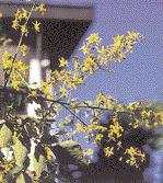 Die verholzten Kapseln bleiben den Winter über haften. Der Trompetenbaum ziert nicht nur durch weißen Flor, der je nach Region zwischen Juni und August erscheint.