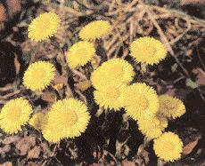 WISSEN 37 Wurzelunkräuter Zur Blütezeit ist der Huflattich (Tussilago farfara) eine attraktive Zierpflanze (großes Bild).