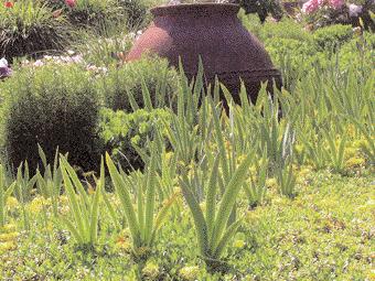 Annuelle oder biannuelle Pflanzen nutzen Perioden mit guter Wasserversorgung zum Wachsen und Blühen und erhalten sich über eine starke Samenprodukltion.