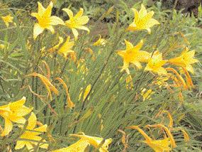 In frischen, feuchten Bereichen fühlen sich Wiesen-Schwertlilie (Iris sibirica), Bärwurz (Meum athamanticum), Wiesen-Raute (Thalictrum aquilegifolium), Trollblume (Trollius europaeus), Baldrian