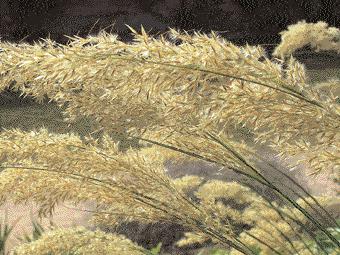 WISSEN 42 Sommerstauden Stipa x calamagrostis sorgt für Struktur Die Prachtscharte (Liatris spicata) bringt kräftig Farbe ins Steppenbeet Auf dem Höhepunkt des Sommers, in den Monaten Juli und August