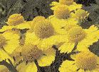 Besonders attraktiv sind einige Hybriden und Hosta ventricosa, deren Blütenglocken sich im August öffnen. In geschützter Lage bildet das Teppich-Johanniskraut (Hypericum calycinum) dichte Teppiche.
