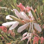 Bistorta amplexicaule bevorzugt einen Platz am frischen Gehölzrand und der heimische Rainfarn (Chrysanthemum vulgare) samt sich im trockenen Saum reichlich aus.