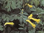 43 WISSEN zu gehören die Glockenblumen, wie Campanula rotundifolia, C. carpatica, C. cochleariifolia, C. portenschlagiana und C.