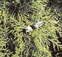 4 WISSEN Gartenanlagen nicht geeignet sind, gehören Kiefern, Fichten, Tannen und Zedern, aber auch Sicheltanne (Cryptomeria japonica), Urweltmammutbaum (Metasequoia glyptostroboides) und Douglasie