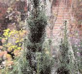 Darunter fallen die Kiefern Pinus leucodermis Compact Gem und P. sylvestris Fastigiata sowie Wacholder (Juniperus communis, J. virginiana). Viele Sorten des Chinesischen Wacholders (J.
