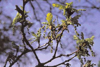 WISSEN 46 Ein geeigneter Großbaum ist die Stiel- Eiche (Quercus robur) Ein Kleinbaum mit mediterraner Ausstrahlung ist Crataegus x lavallei Straßenbäume Anders als im Hausgarten treffen im