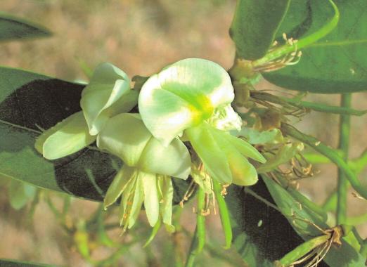 46 WISSEN Schnurbaum (Sophora japonica) gilt als nur bedingt geeignet, gedeiht aber in warmem Stadtklima prächtig Platanen (Platanus x hispanica) sind auch im Winter Blickfang aber auch auf