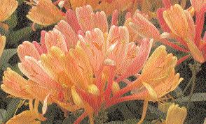 WISSEN 47 Duftpflanzen Die attraktive Kletterpflanze Lonicera heckrottii (links) und der Jasmin Philadelphus coronarius) sind duftende Gartengehölze Weil sich Düfte schwer in Worte und gar nicht in