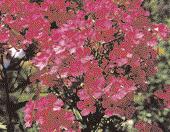 47 WISSEN Dianthus gratianopolitanus ist eine dankbare Duftpflanze für sonnige Steinanlagen chen kombinieren.
