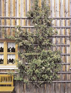 WISSEN 48 Auch Sauer-Kirschen (hier: Karneol ) lassen sich gut am Spalier ziehen Birne (Pyrus communis) ist der häufigste Spalierbaum Spaliergehölze In Gegenden, in denen das Wetter so rauh ist, dass