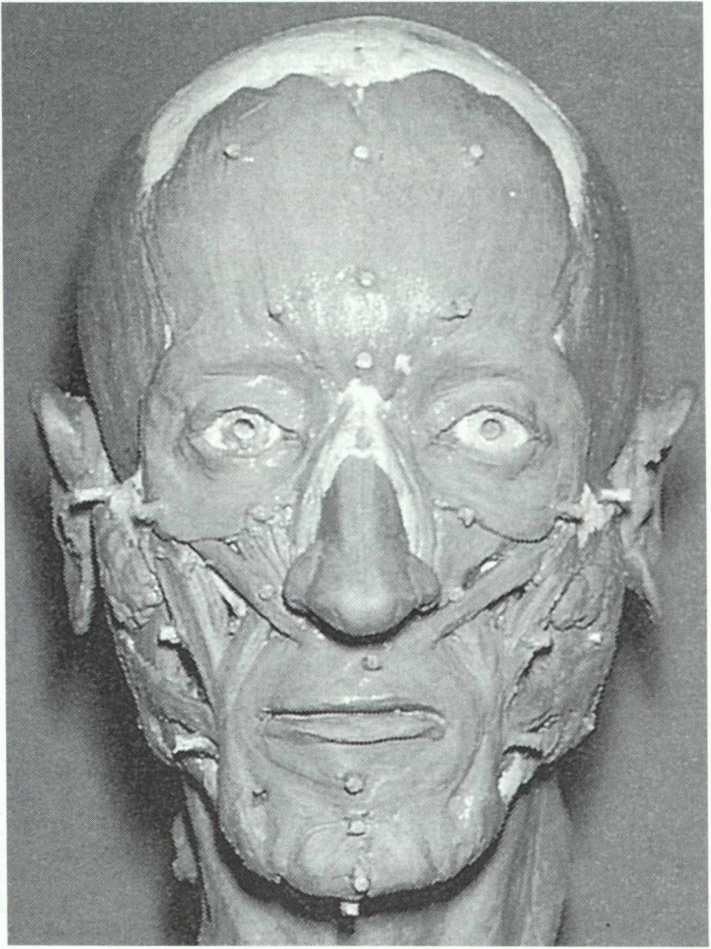 rekonstruierte Gesichter aus archäolo gischem Fundmaterial eine hohe Wahrscheinlichkeit besteht, das antike Aussehen wiederzugewinnen.