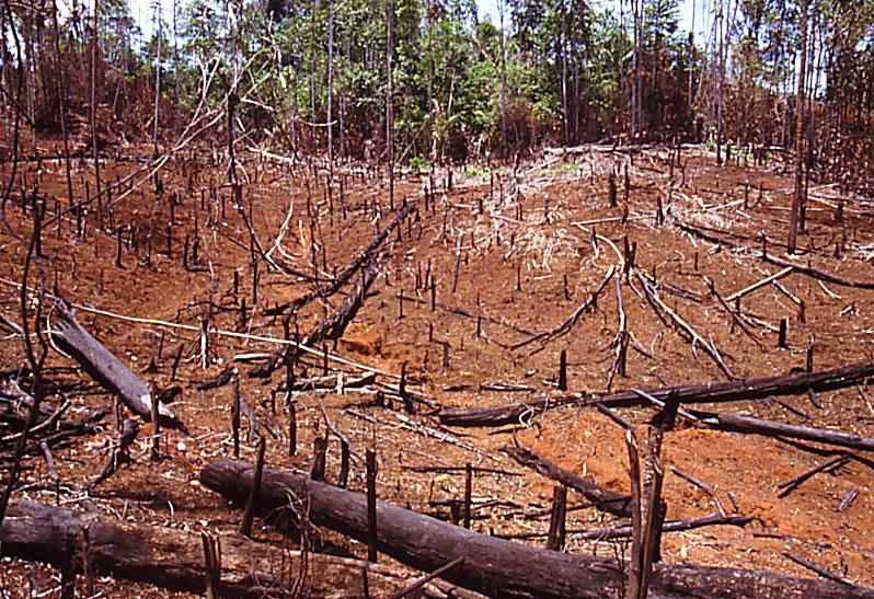 Problem 2 Umwandlung von Wäldern, Grasland