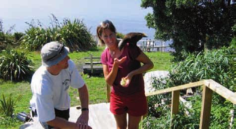 Tages- und MehrTagesTouren nordinsel Kapiti Island & Wellington Kiwi-Beobachtung auf Kapiti Island Tagesausflug oder 2 Tage ab/an Paraparaumu Fütterung des Kaakaa Entdecken Sie das kleine