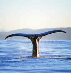 Die Chance, Wale und auch Delfine und Seerlöwen zu sehen ist groß, jedoch nicht garantiert. Diese Tour ist ab/an Christchurch oder Kaikoura buchbar.