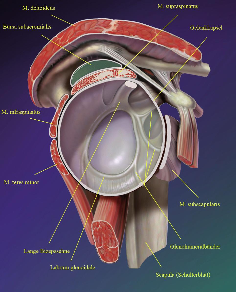 Weitere Bänder am Schultergürtel: Lig. Coracoclaviculare, welches Acromion und Processus miteinander verbindet und ein Teil des Schulterdaches ist Lig.
