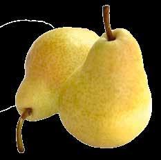 Fruchtige Mango 65466 65066 6566 Stärkend, erkältungsvorbeugend.