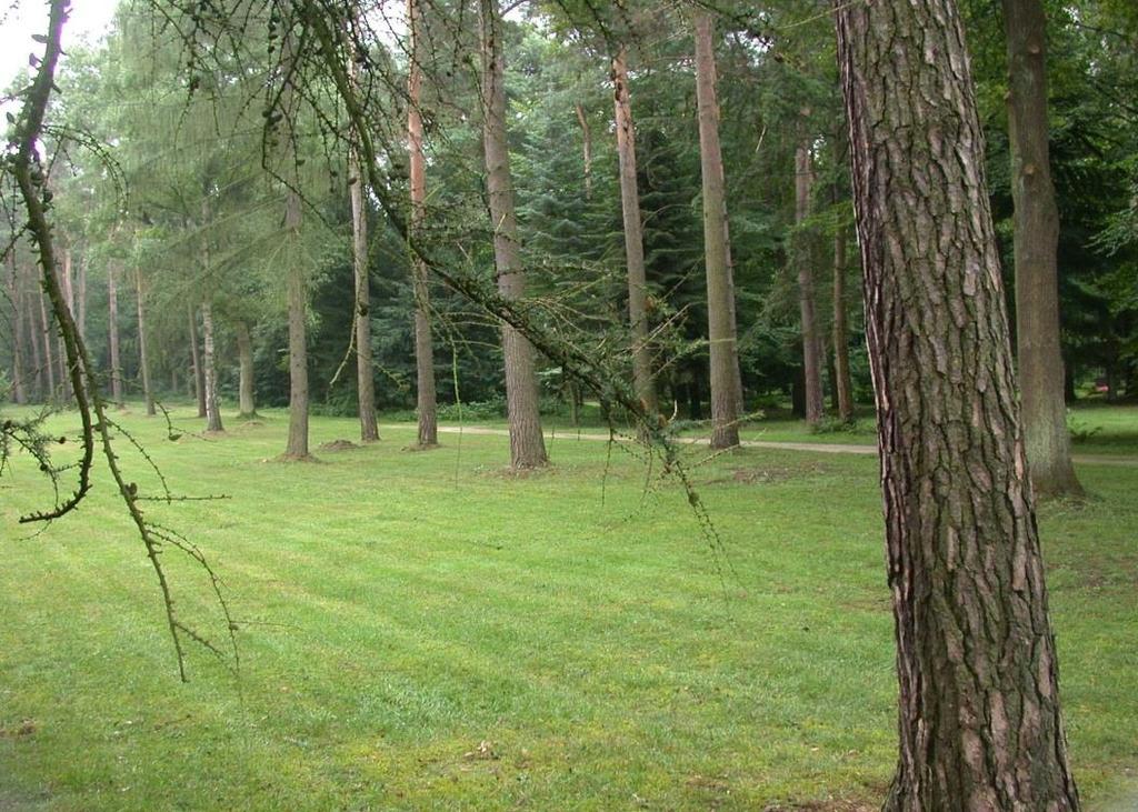 Die Baumgrabstätte für Urnenbestattungen Baumgrabstätten werden auf derzeit dem Ost- und Nordfriedhof sowie auf dem Friedhof Steinneuerhof angeboten Nutzungszeit 20 Jahre, kann beliebig verlängert