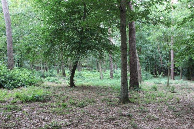 Die Naturwaldbestattung für Urnen Urnenbestattungen in einem kleinen, naturbelassenem Waldstück am Kölner Ostfriedhof Preiswert insbesondere in