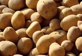 Zulassungsumfang Kulturen Aufwandmengen Einsatzzeitpunkt Kartoffel 0,7 kg/ha in 400 600 l/ha Wasser Maximal 3 Anwendungen Bei Infektionsgefahr bzw.
