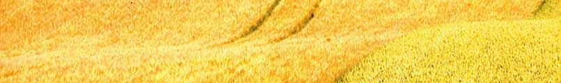 Empfehlungen Wirkungsspektren der Getreideherbizid-Empfehlungen von DuPont für das Frühjahr Produkt Sommergetreide Wintergetreide DuPont Absolute M WW 180 g/ha DuPont Artus SG, SW, Ha 50 g/ha WG, WR,