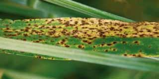 Top-Thema Frühe Symptome von Ramularia collo-cygni. Dunkle, braune bis schwarze Flecken, später mit gelbem Rand.