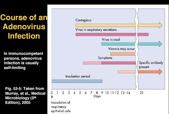 Verlauf der Adenovirus Infektion Engler, 2005 www.