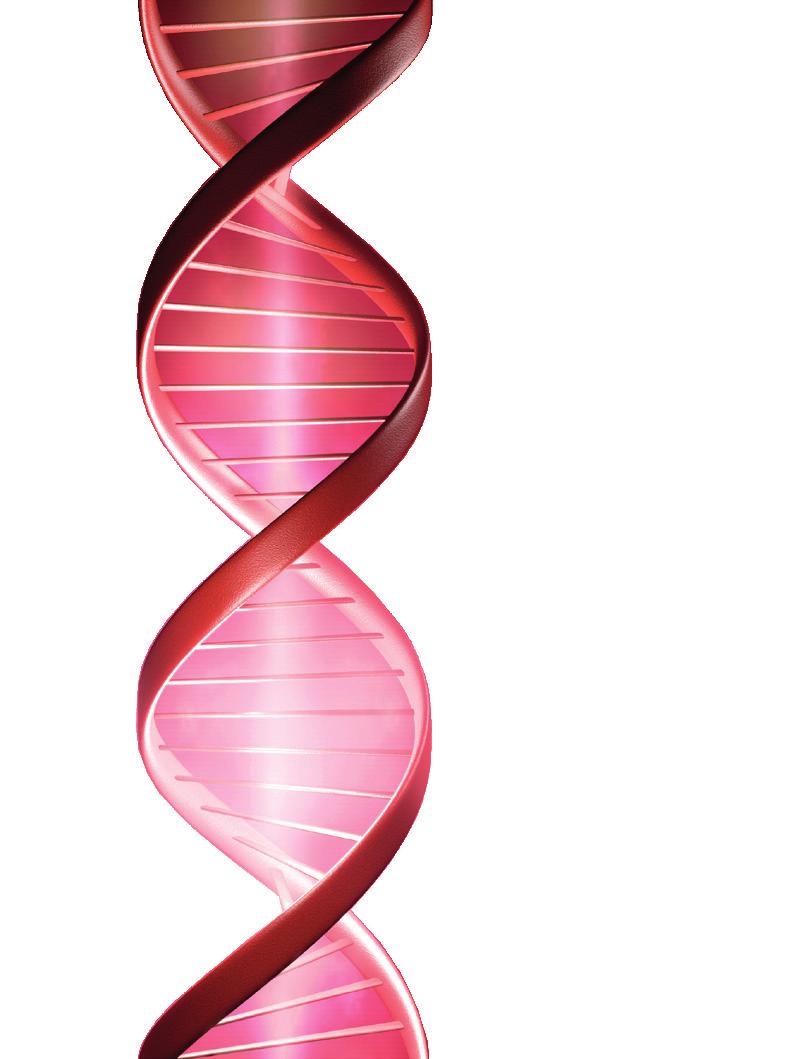 DNA-Integrität Für die Untersuchung der DNA-Integrität wird die Halo-Technik in Kombination mit einer Fluoreszenzfärbung (PI) verwendet.