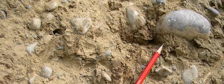 Wie kamen diese Steine in die Kiesgrube? Grundmoräne: geschliffene und gekritzte Gesteinsbruchstücke sind eingebettet in feinem Gesteinsmehl.