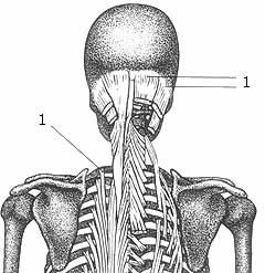 Folgen des Bewegungsmangels beim Sitzen Nackenschmerzen Kopfschmerzen Schulterschmerzen Rückenschmerzen eingeschränkte Atmung Verdauungsbeschwerden Muskelverkürzungen Bei
