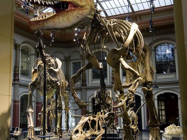 Und doch bleibt sich das Museum für Naturkunde treu: Im Mittelpunkt stehen die Originale. Unbestrittene Stars sind und bleiben die Dinosaurierskelette, die gezeigten Tiere, die Meteoriten.