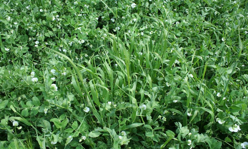 Saatgutvermehrung Erbsen Pisum sativum Anzahl Sorten: 4 Bedarf/Jahr: 3.500 kg Ertrag : 1.