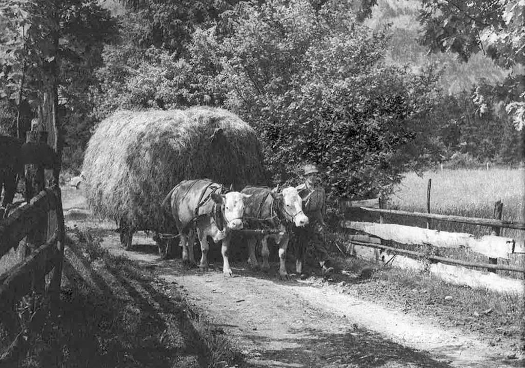 RINDERZUCHT : In den kleinbäuerlichen Berggebieten müssen immer noch Ochs, Kalbin und Kuh die Zugarbeit leisten.
