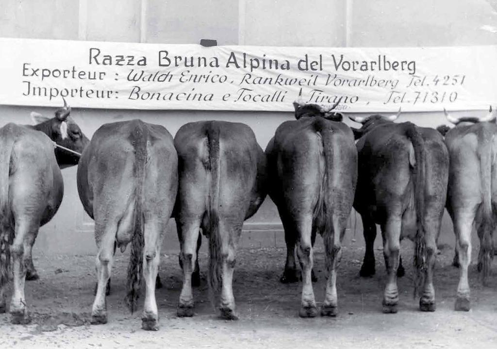 Der Beschluss der tzungen und die Gründung des Vereines mit dem Namen Zentrale Arbeitsgemeinschaft österreichischer Rinderzüchter (ZAR) erfolgen in der tgliederversammlung am. März in Wien.