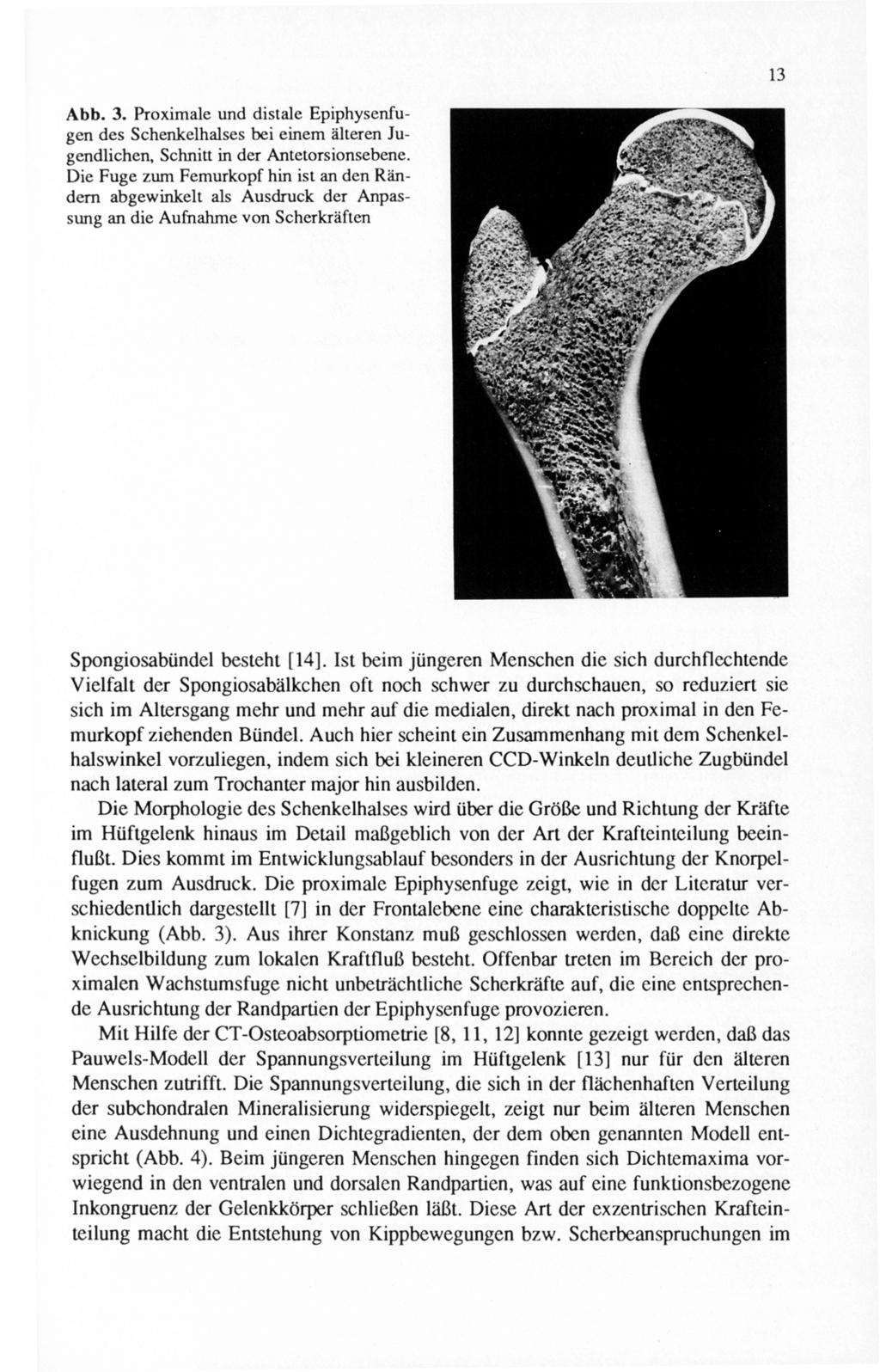 Abb. 3. Proximale und distale Epiphysenfugen des Schenkelhalses bei einem älteren Jugendlichen, Schnitt in der Antelorsionsebene.