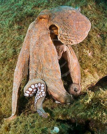 Das größte Gehirn der Mollusca hat der intelligente Octopus!