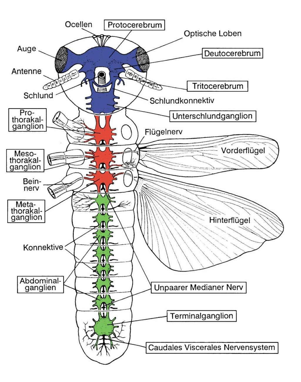 Arthropoda: Insekta: Strickleiternervensystem Gehirn mit abgehenden paarigen, ventralen Längssträngen Kopf (6 Segmente)