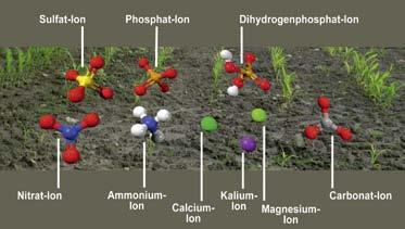 Metall-Ionen (Filmsequenz 2:00 min) Auch Metall-Ionen spielen eine wichtige Rolle für das Wachstum und die Stoffwechselvorgänge von Pflanzen.