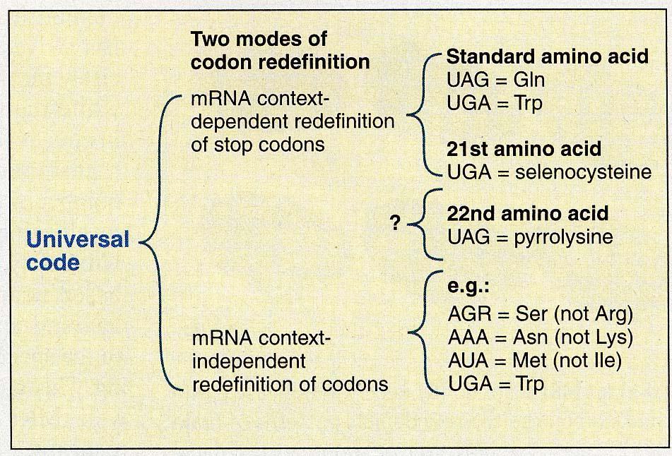 21. und 22. Aminosäure Normal werden Nicht-Standard Aminosäuren über posttranslationale Modifikation eingefügt.