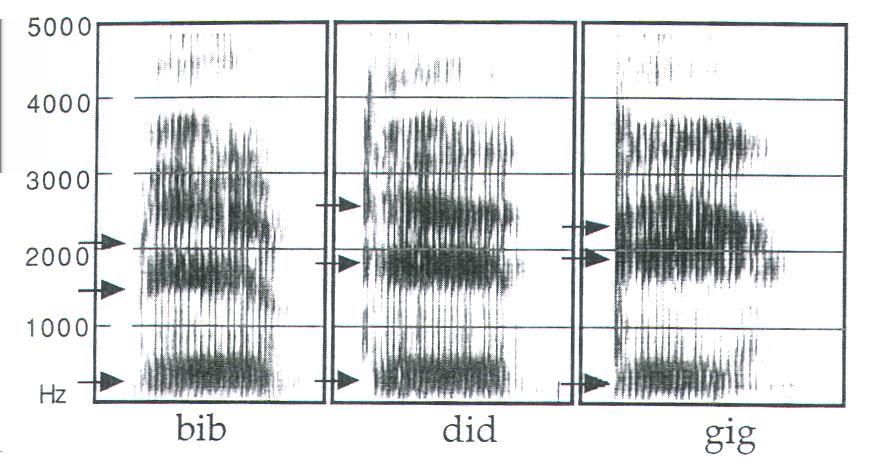 Stimmhafte (stimmlose)