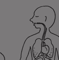 Herz, Lunge und Leber xx. 3./4. xx. Klasse Klasse 45 min Arbeitsblatt Schüler kennen wichtige innere Organe und ihre Funktionen.