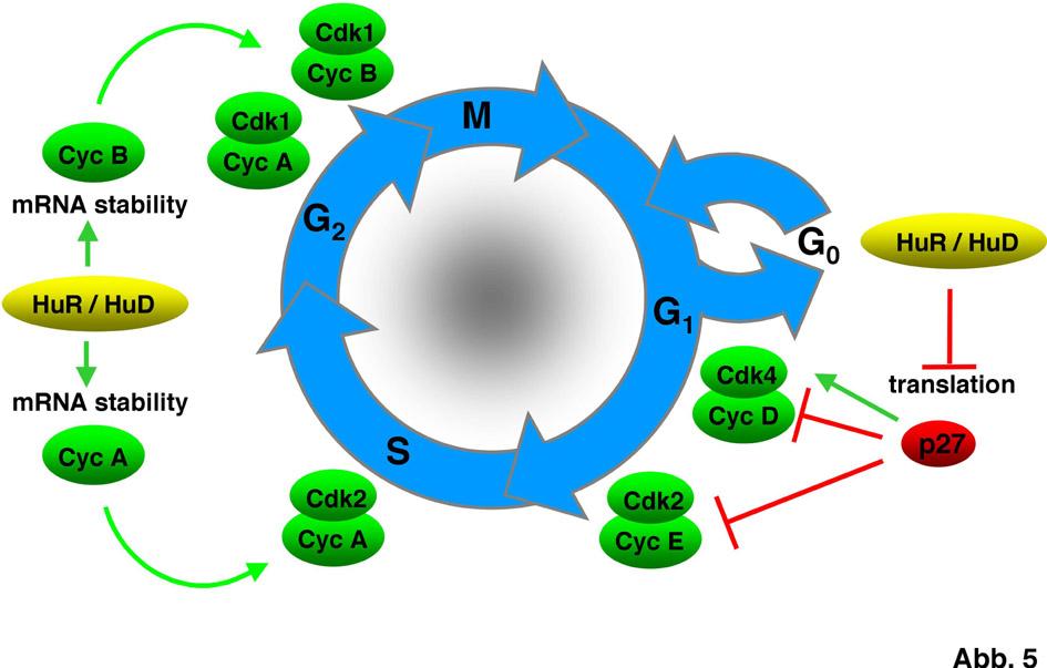 6 Hengst, Ludger Regulation der Zellproliferation Tätigkeitsbericht 2003 mrna bindet, erhöht es die Stabilität der Cyclin A- und Cyclin B-mRNAs, an deren 3 -Ende sich die HuR-Bindestellen befinden.