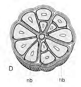 b. Allium cepa