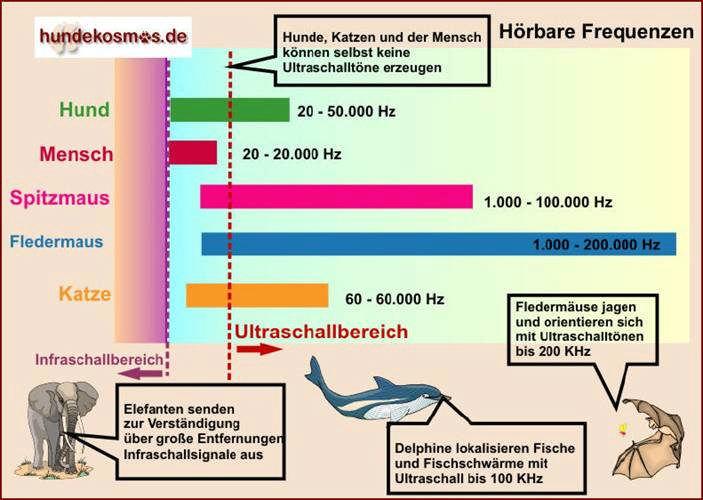 Gehör: Die Ohren sind für den Hund ein sehr wichtiges Sinnesorgan. Er hört Töne von 60.000 Hertz und mehr (tonlose Pfeife), während das menschliche Ohr ab etwa 21.000 Hertz versagt.