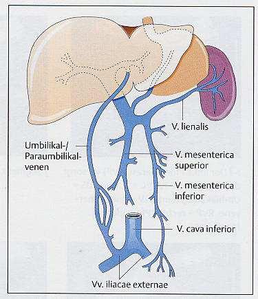 venösem Konfluens Konfluens ist der Beginn der Pfortader Liegt dorsal im Pankreaskopf vor der VCI Ø 13